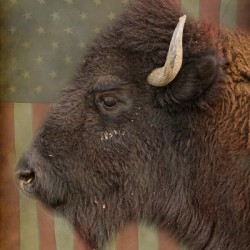 American Bison Profile