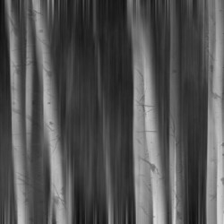Aspen Trees Dreaming Black and White Abstract