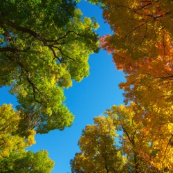 Autumns Radiant Canopy -  A Skyward View