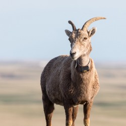 Badlands Bighorn A Glimpse of Audubons Majestic Sheep