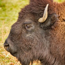 Bison Headshot Profile a