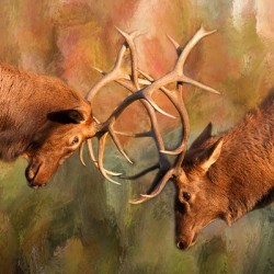 Bull Elk Sparring In The Mix