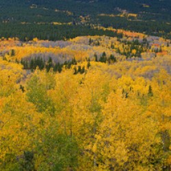 Colorado Autumn Panorama colorful