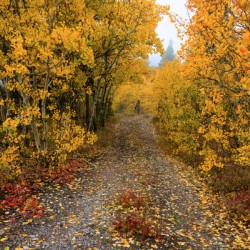 Colorful Autumn Hiking Path