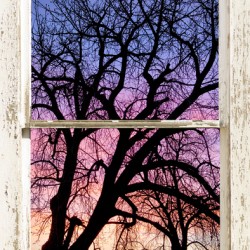 Colorful Tree White Farm House Window Portrai