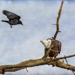 Crow Attacking Bald Eagle