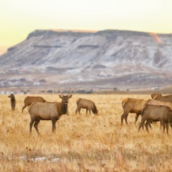 Elk Heard Grazing Rocky Mountain Foothills