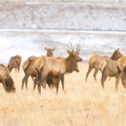 Elk Heard On The Rocky Mountain Foothills  
