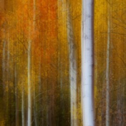 Forest Color Burst Modern Abstract 60x20