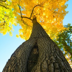 Golden Autumn Tree - Majestic Trunk and Leaves in Fall Splendor