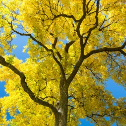 Golden Majesty - A Cottonwoods Radiant Reverie