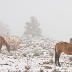 Horses Winter Snow Fog
