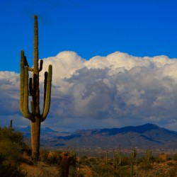  Amazing Giant Saguaro Cactus