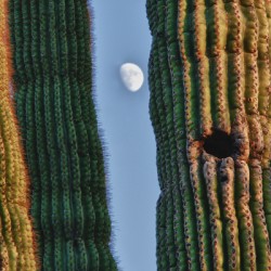  Southwest Saguaro Moon
