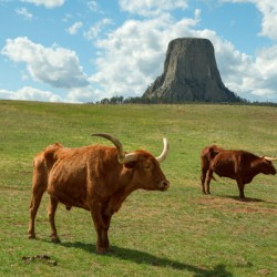 Longhorn Cattle and Devils Tower
