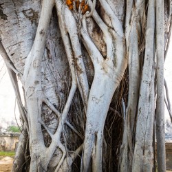 Magnificent and Colossal Intertwined Tree