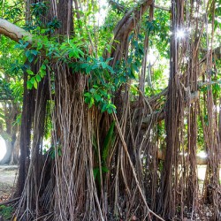 Majestic Magnificent Banyan Tree Portrait