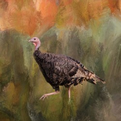Native Merriam Turkey