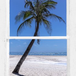 Palm Tree Tropical Window View