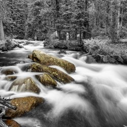 Roosevelt National Forest Stream BW Selective
