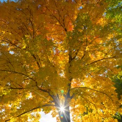 Stunning Autumn Tree Sunlight Through Colorful Leaves