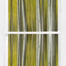 Surreal Dreamy Aspen Forest White Rustic Window