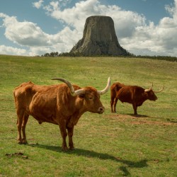 Texas Longhorn Cows Gracefully Posing at Majestic Devils Tower -