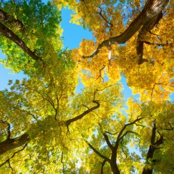 Vibrant Autumn Landscape - Colorful Trees under Blue Sky