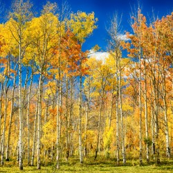 colorful colorado autumn aspen trees