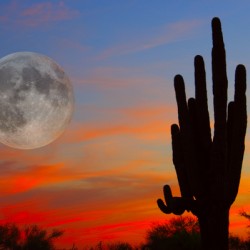 Full Moon Big Saguaro Sunset