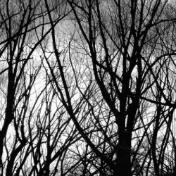 Tree Branches Into The Night