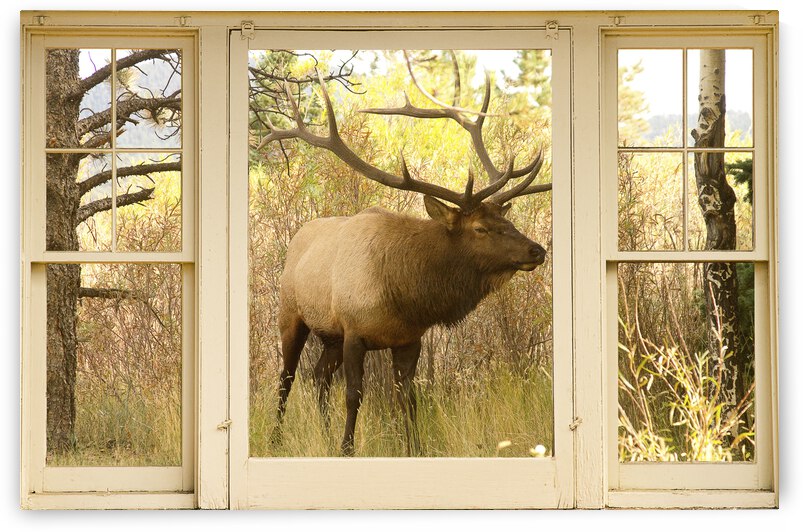 Bull Elk Window View by Bo Insogna