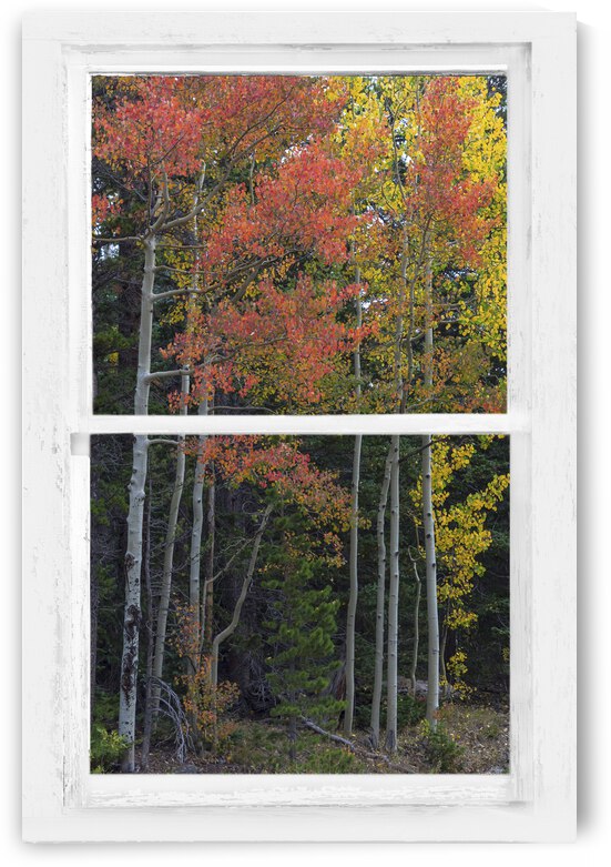 Aspen Forest Red Rustic Window View by Bo Insogna