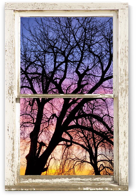 Colorful Tree White Farm House Window Portrai by Bo Insogna