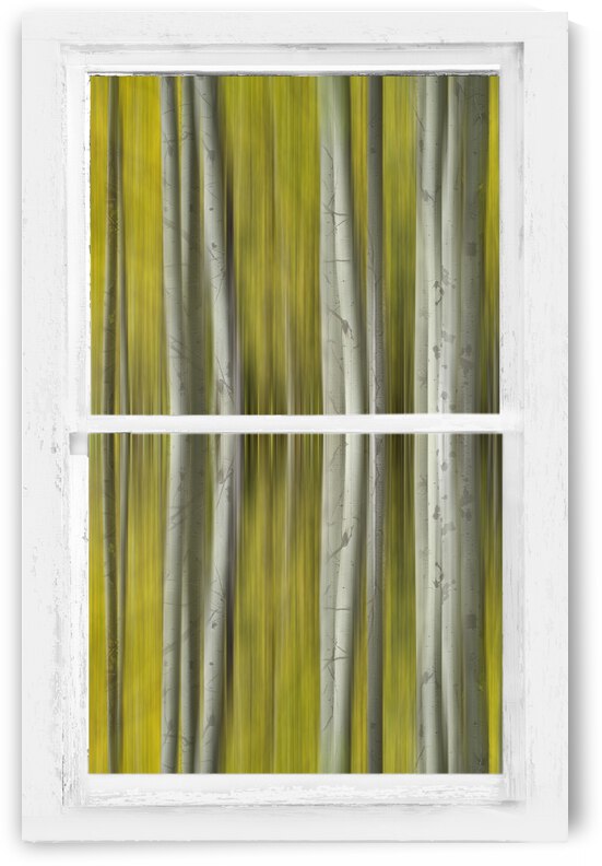 Surreal Dreamy Aspen Forest White Rustic Window by Bo Insogna