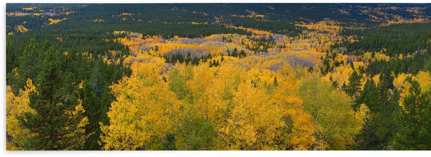 Colorado Autumn Panorama colorful by Bo Insogna