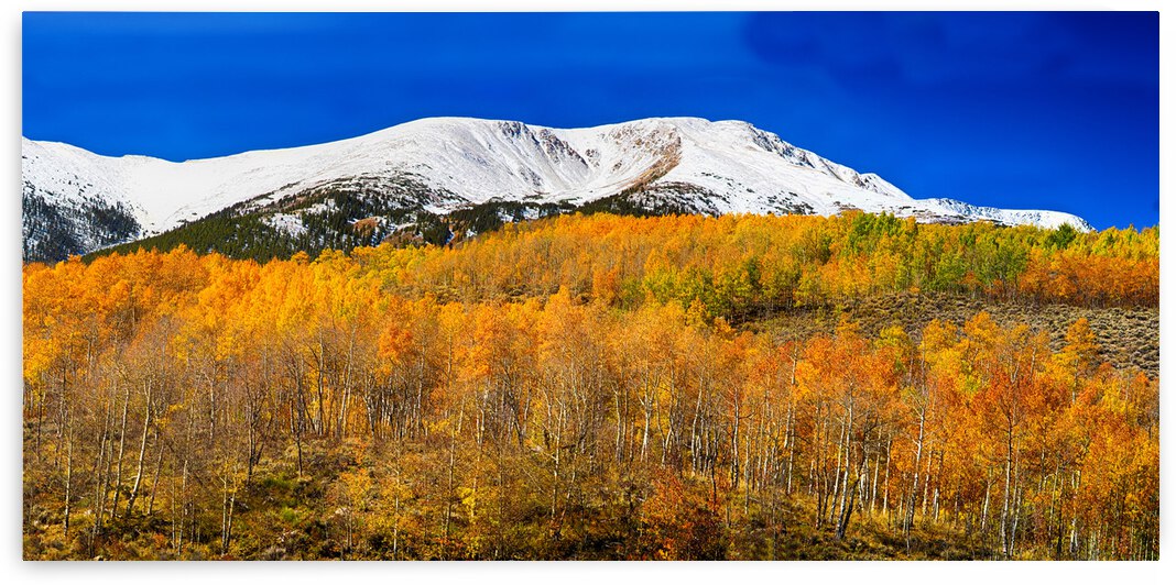 Colorado Rocky Mountain Independence Pass  by Bo Insogna