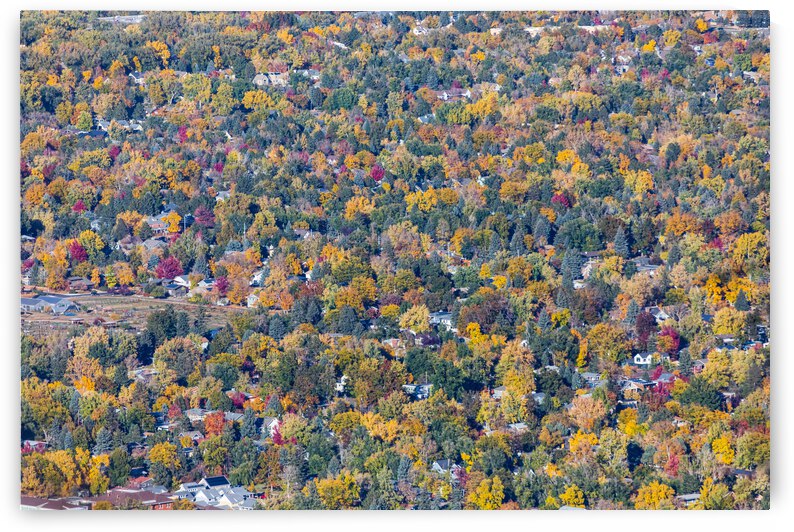 Colorful Trees Boulder Colorado by Bo Insogna