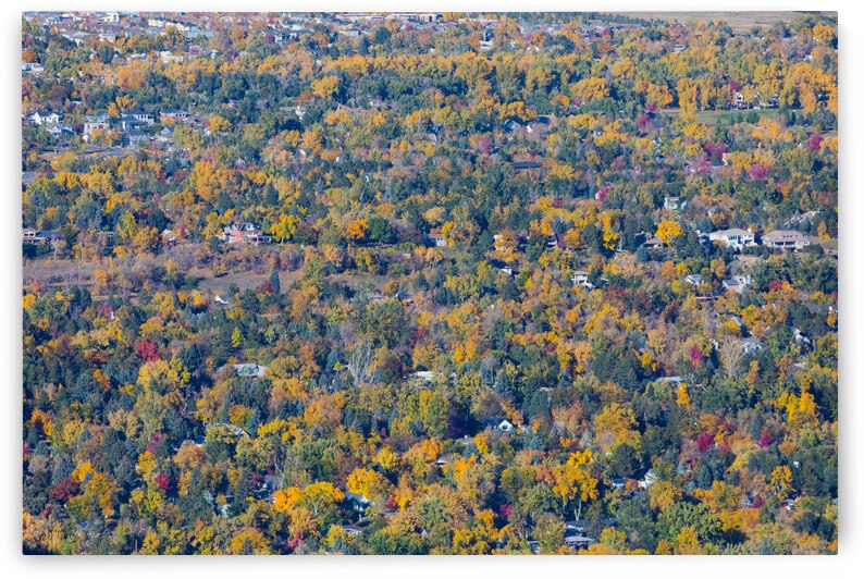 Fall Foliage Boulder Colorado by Bo Insogna