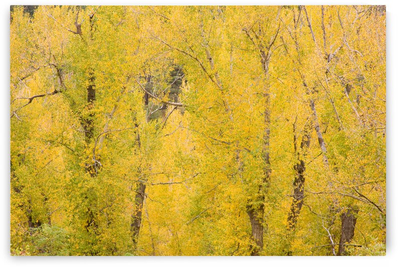 cottonwood autumn colors by Bo Insogna