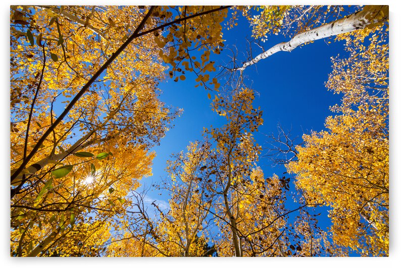 Blue Sky Autumn Bliss by Bo Insogna