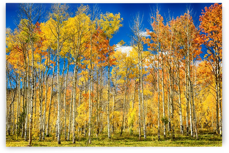 colorful colorado autumn aspen trees by Bo Insogna