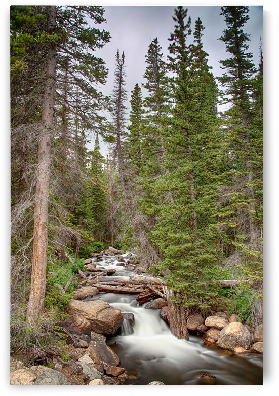 Colorado Rocky Mountain Flowing Stream by Bo Insogna