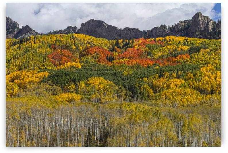 Colorado Kebler Pass Fall Foliage by Bo Insogna