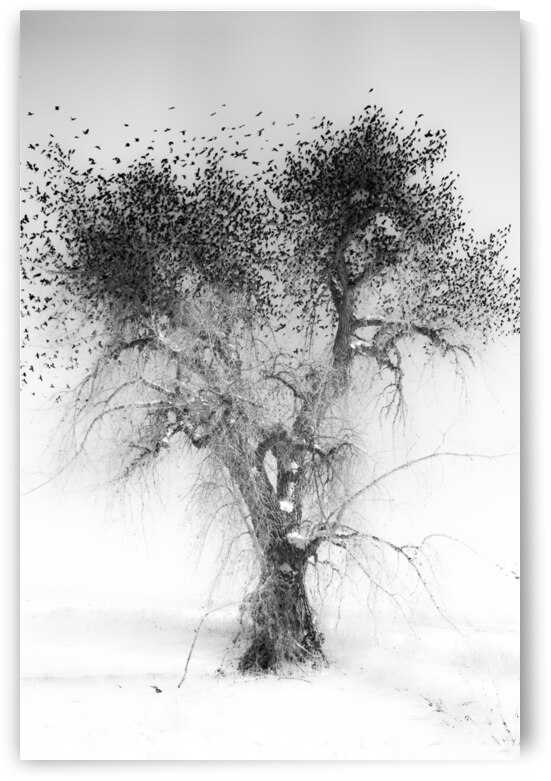 Treefull by Bo Insogna