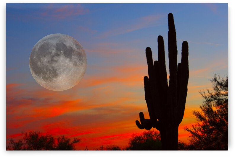 Full Moon Big Saguaro Sunset by Bo Insogna