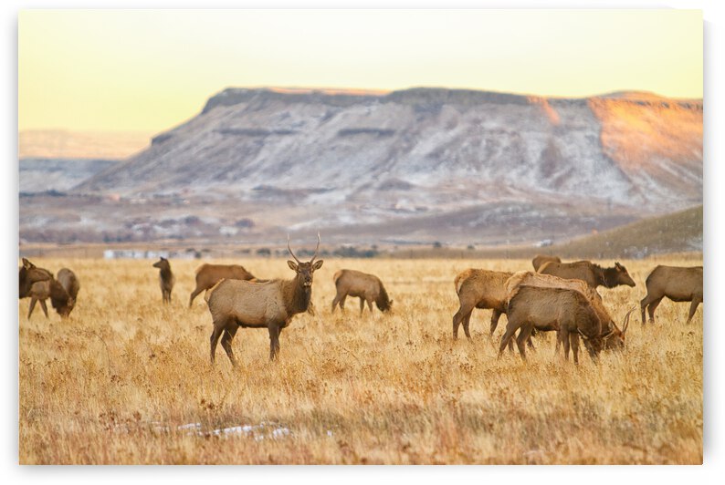 Elk Heard Grazing Rocky Mountain Foothills by Bo Insogna