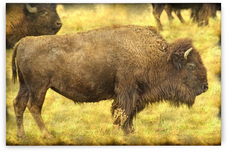 Bison by Bo Insogna