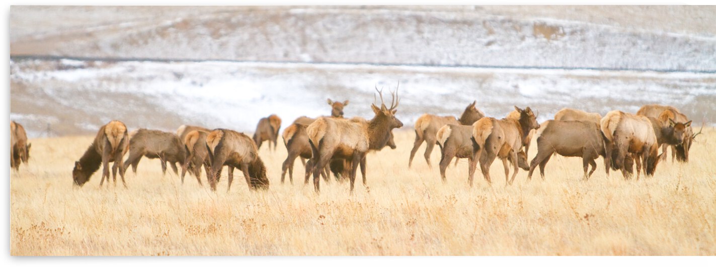 Elk Heard On The Rocky Mountain Foothills   by Bo Insogna