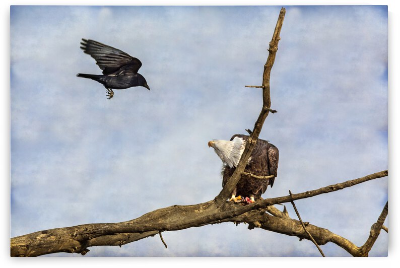Crow Attacking Bald Eagle by Bo Insogna